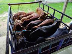 
      
      Nine held for cattle smuggling in Assam
      
      