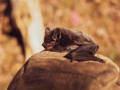 
      
      Bats communicate and work together for more efficient foraging
      
      