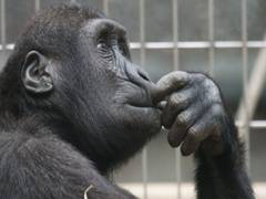 
      
      Study finds zoos might be able to improve lives of animals
      
      