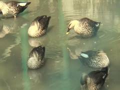 
      
      Zoo animals in Kanpur experience respiratory issues amid...
      
      