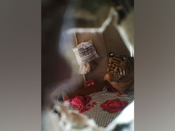 A Royal Bengal Tiger takes shelter in a house in Harmati, Kaziranga (Photo sources: Environment and Forest Department/ANI)