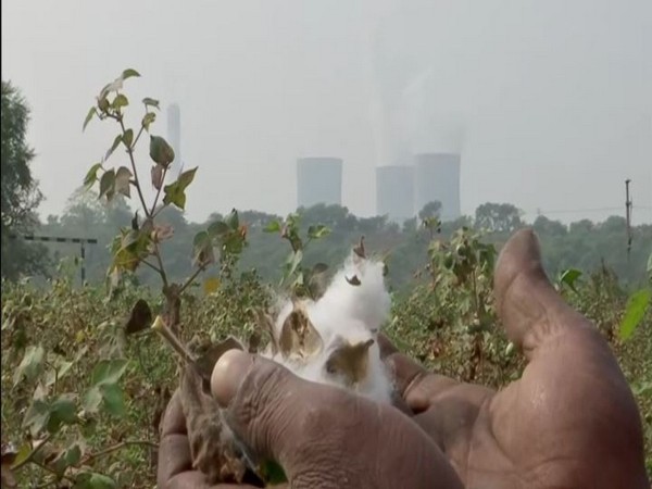 A farmer showing damaged cotton crops due to ash from Koradi and Khaparkheda thermal plants in Nagpur. (Photo/ANI)