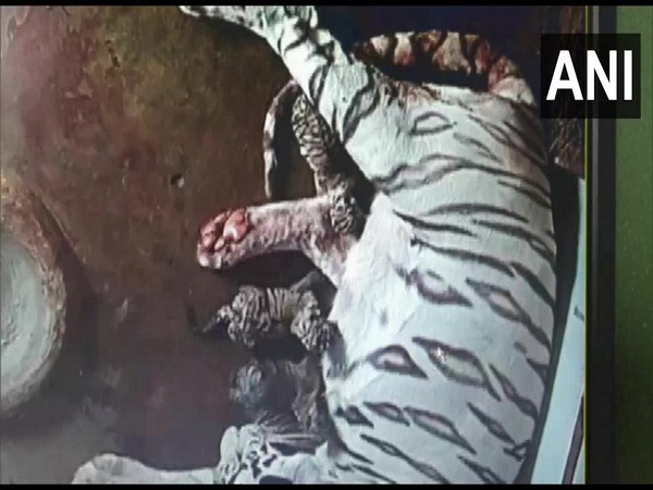 A pic of the tigress with the newly-born cubs in the Nandankanan Zoological Park.