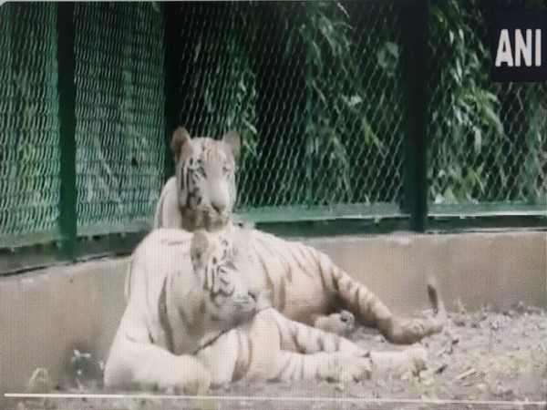 Pair of white tigers at Surat zoo (Photo/ANI)