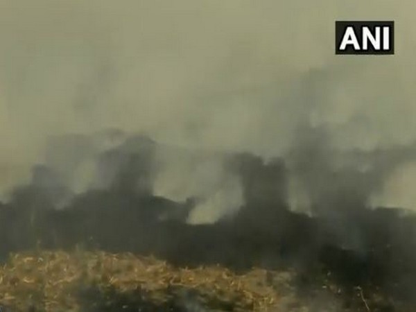 Stubble burning in Amritsar's Wadala Johal. (Photo/ANI) 