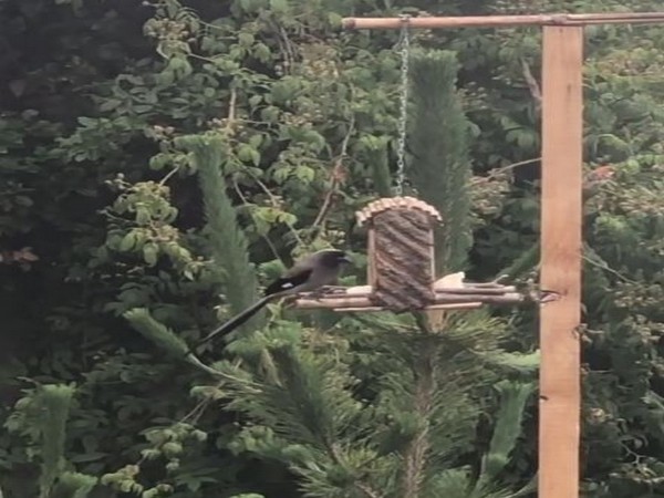 A still from the video shared by Neena Gupta (Image courtesy: Instagram)