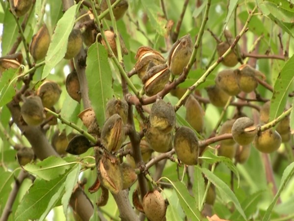 Almonds grown in Budgam district of Jammu and Kashmir. [Photo/ANI]