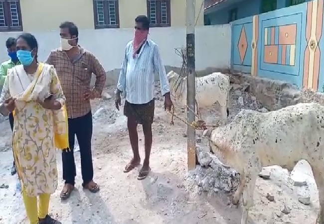 A visual from Krishna district in Andhra Pradesh where cows fell sick. 