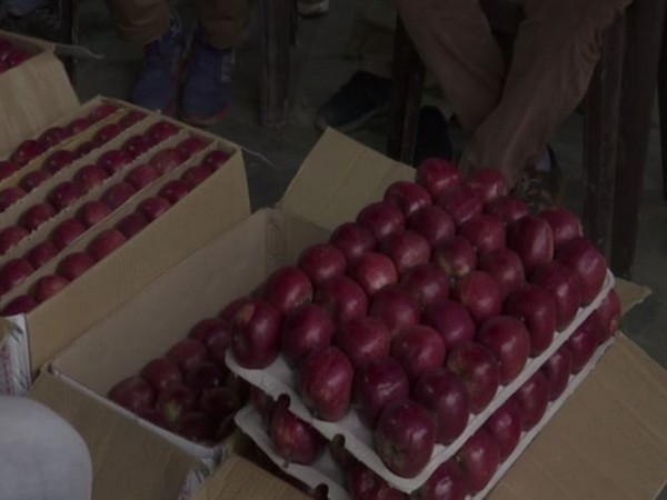 Apples in the Dhali market in Shima in Himachal radesh. Photo/ANI