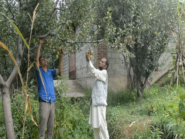 Visual from a orchard in Anantnag, Jammu and Kashmir