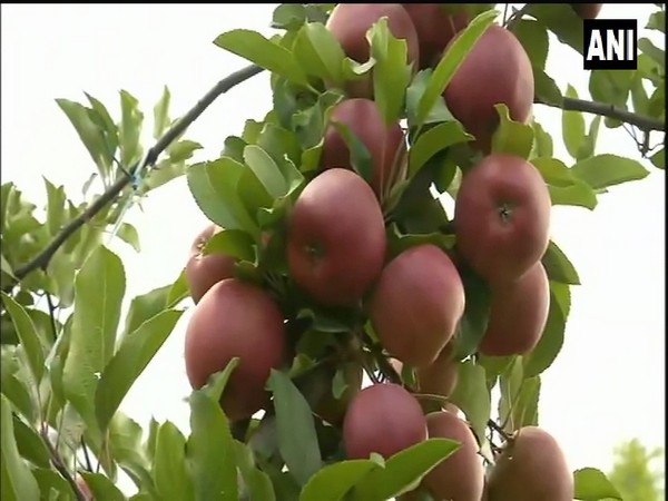 High-density plants provided by Centre help growers to increase apple production in J-K's Kupwara. (Photo/ANI)