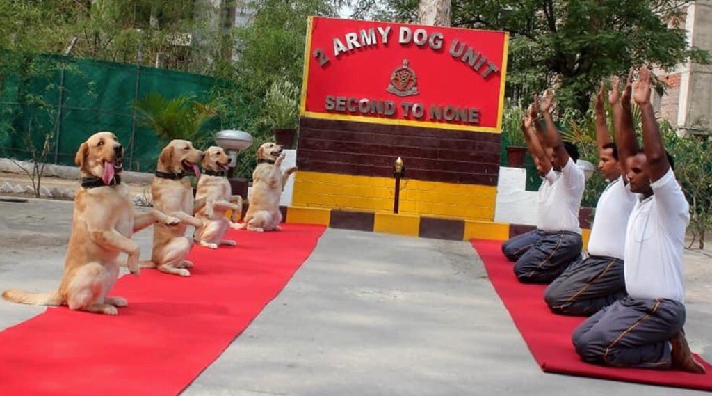 Army dog unit performing yoga on the International Yoga Day on Friday. 