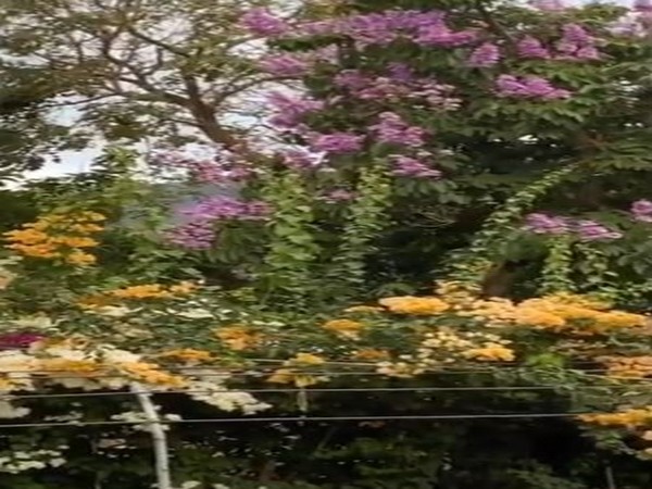 A still from the video (Image courtesy: Twitter)