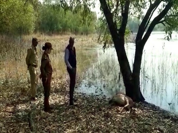 Forest officials are at the spot where three deer found dead in West Bengal. Photo/ANI