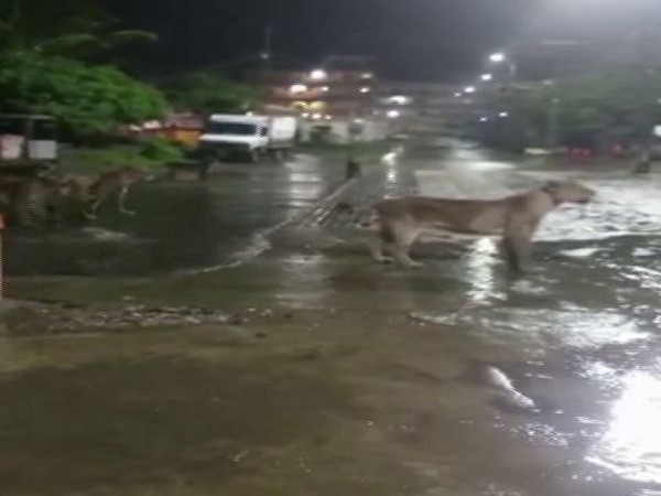 Visuals from the viral video in which around 7 Asiatic lions were seen walking on the road in Junagarh in Gujarat. Photo/ANI