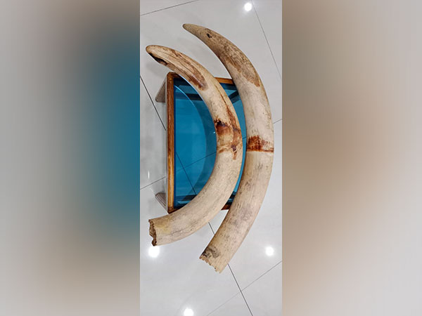 Elephants tusts recovered after search operation in Assam. (ANI/picftures)