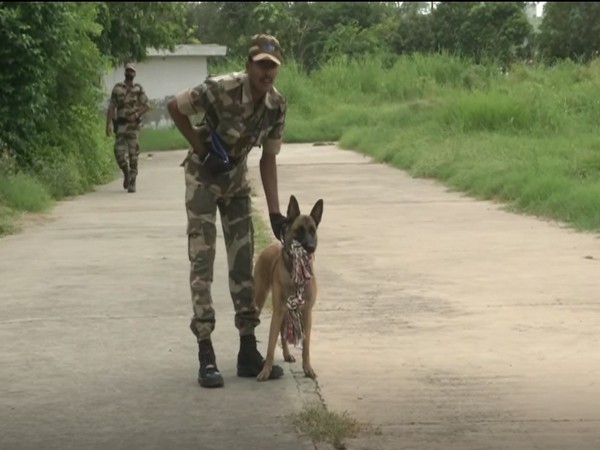 Polo, a Belgian Malinois dog of Central Industrial Security Force (CISF) (Photo/ANI)