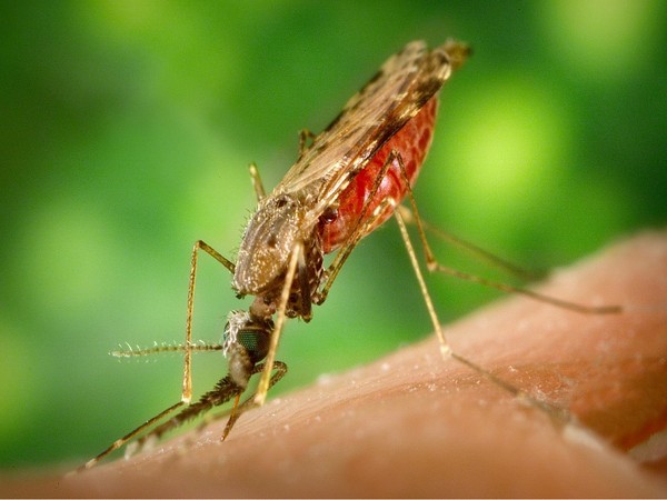 Malaria is caused by the parasite Plasmodium falciparum, which is transmitted to humans from the bite of an infected Anopheles mosquito.