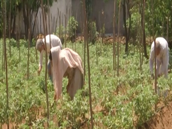 Visual of organic farming in Dhangri block (Photo/ANI)