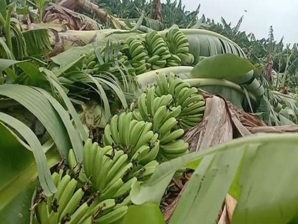 Anantapur farmers estimate loss of around Rs. 1 cr after banana crop damage due to rains. Photo/ ANI