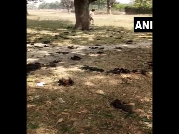 Several bats found dead in Belghat, Gorakhpur