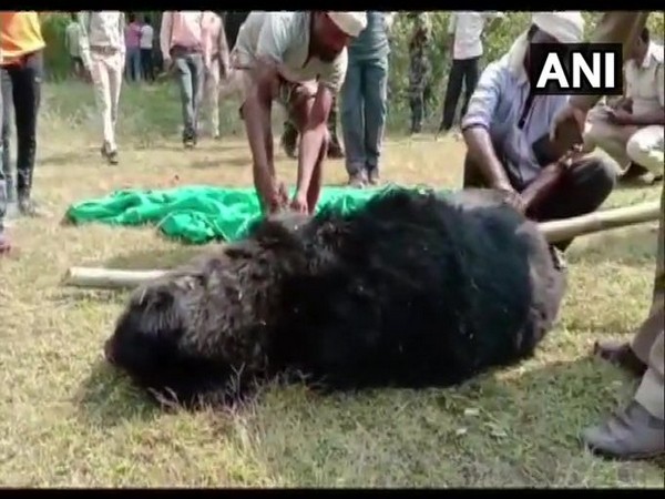 Carcass of a bear found in Rajpur forest zone of Balrampur district on Monday. Photo/ANI