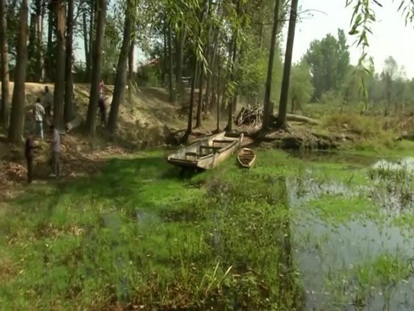 Visual of Hokersar wetland near Srinagar (Photo/ANI)