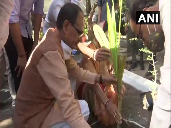 Madhya Pradesh CM Shivraj Singh Chauhan planting saplings at his residence (Photo/ANI)