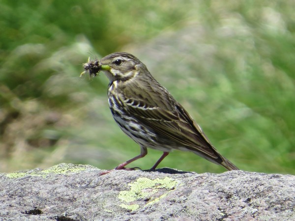 Birds actively hunt insects especially during the breeding season, when they need protein-rich prey to feed to their nestlings.