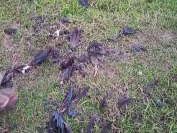 Dead birds earlier found in the Sukh Sagar Lake. (ANI/photo)