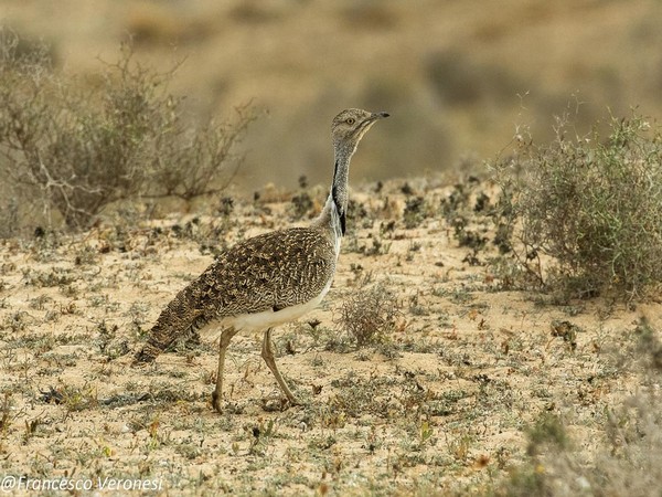 Representative image!