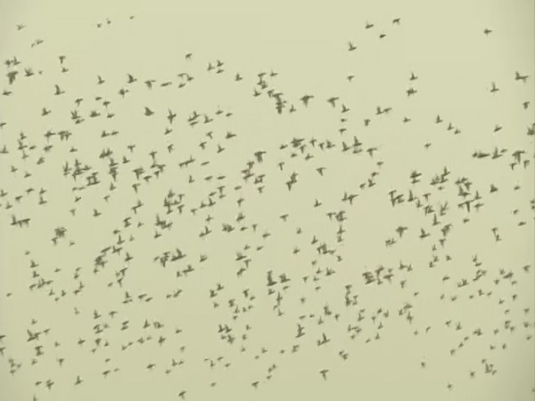 Birds in Kashmir wetlands. (ANI/photo)