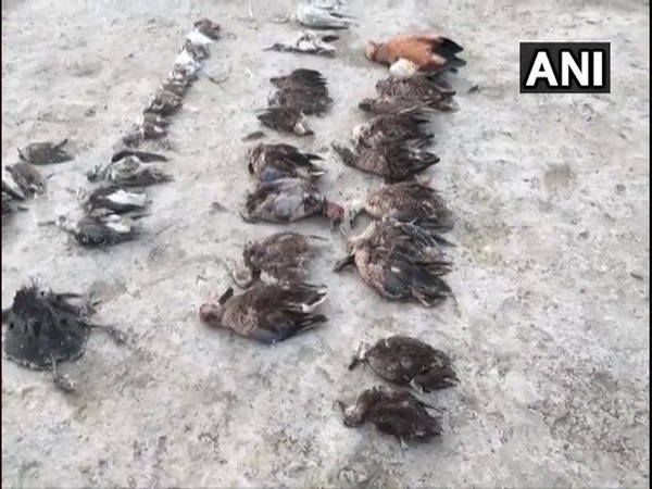 Around 1000 birds including that of migratory species  were found dead around Sambhar Lake in Jaipur on Nov 12 [Photo/ANI]