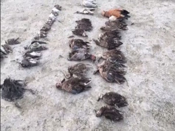 Thousand birds died mysteriously in Dudu district of Rajasthan. Photo/ANI