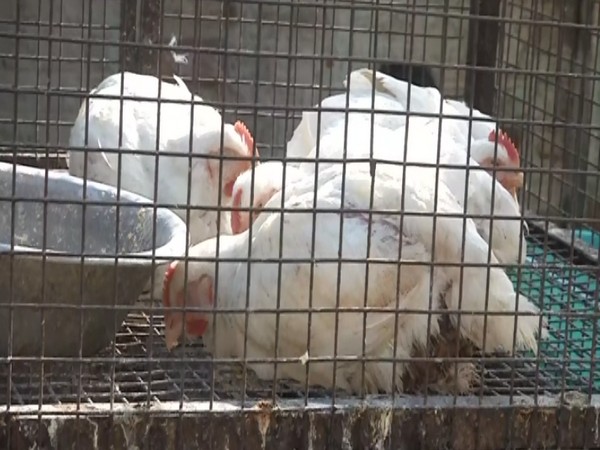 Bird flu scare causes losses in poultry businesses across India