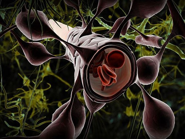 The brain is a sort of fortress, equipped with the blood-brain barrier that is designed to keep out dangerous pathogens