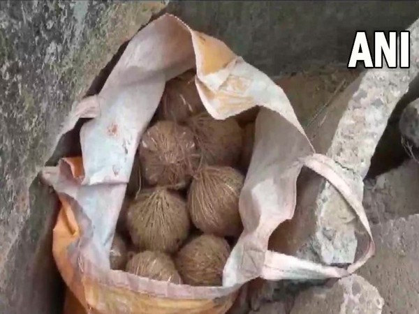 Visuals of crude bombs recovered in Birbhum (Photo/ANI)