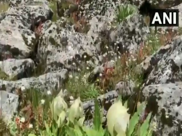 Brahma lotus flowers blooming in Garhwal, Chamoli district. (Photo/ANI)