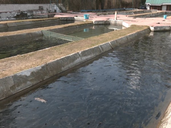 Breeding of trout fishes being done (Photo/ANI)