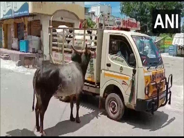 Bull following vehicle carrying cow in Madurai. (Photo/ANI)