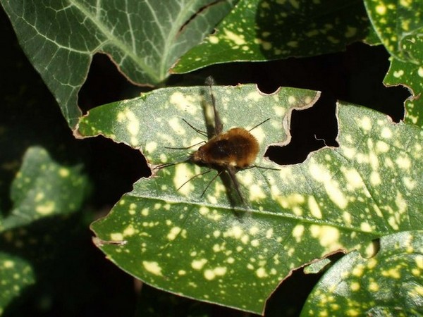 Plant virus infection is responsible for global economic losses estimated at $30 billion.