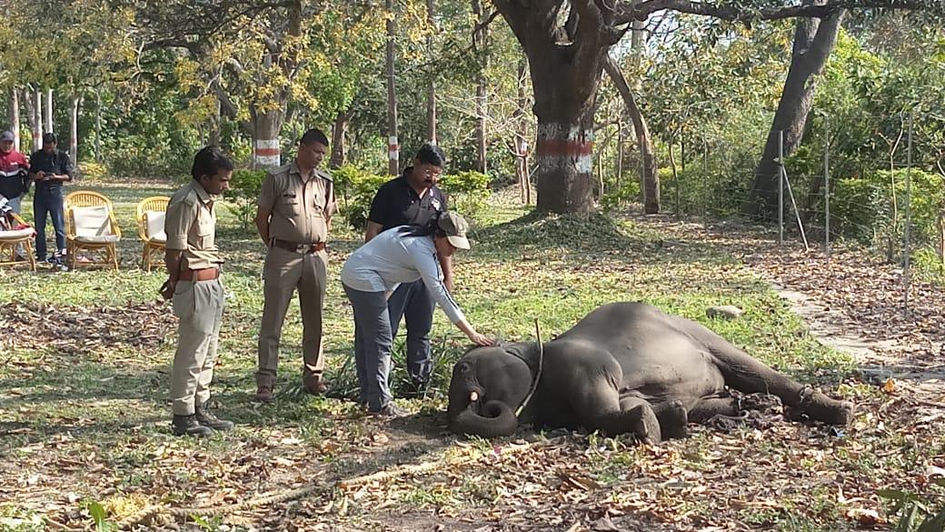 Visual of the injured calf