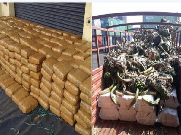 Visual of cannabis seized by the DRI, Visakhapatnam Photo/ANI