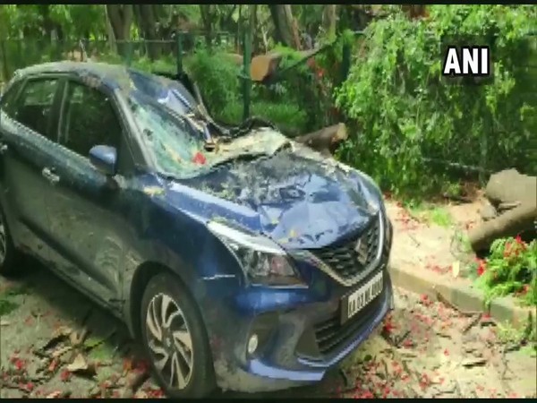 Car crushed under a tree at Cubbon Park in Bengaluru (Photo/ANI)