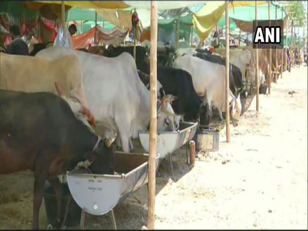 Fodder camp aka 'Chara Chawani' for cattle in the drought-hit Aurangabad district's Lasur village. Photo/ANI