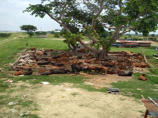 Seized cattle by  South Bengal  Frontier of BSF in one of the Border Outposts. Photo/ANI