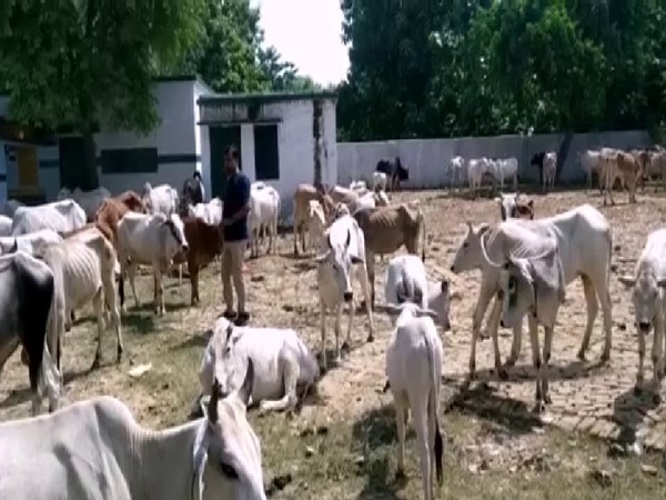 Cattle locked inside a government primary school in Maheshwari village. Photo/ANI