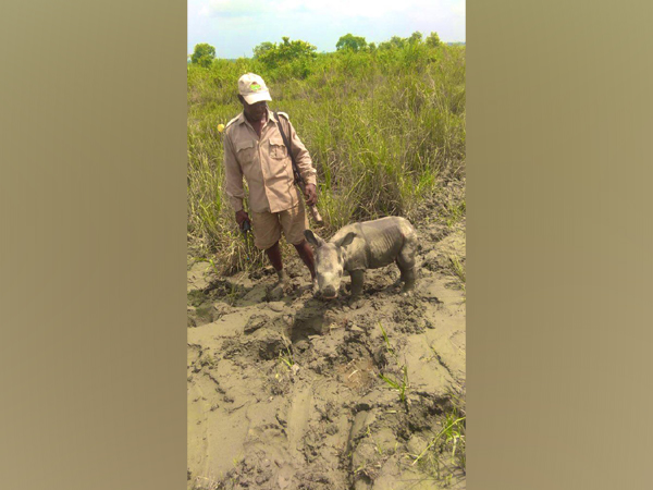 4-day old rhino calf rescued by officials in the Kaziranga National Park