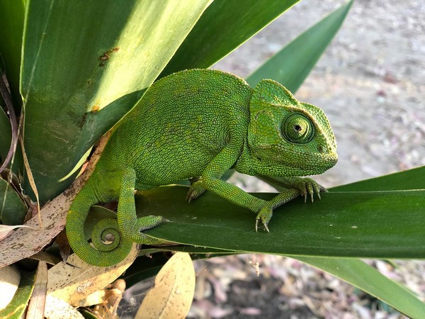 By watching time-lapse images of chameleon skin, the researchers noticed that only a small fraction of skin cells actually contain photonic crystal arrays, while the rest are colourless.