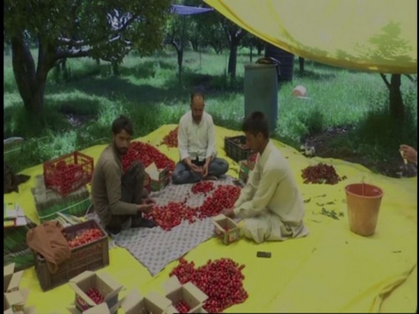 Workers at a Srinagar orchard pack cherries for the market. [Photo/ANI]